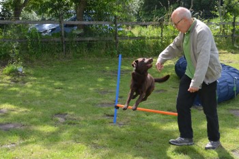 Behendigheid Hondentraining Breda