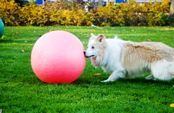 Treibball Hondentraining Breda